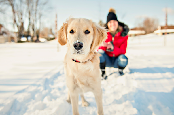 image for The Benefits of Walking Your Dog