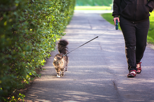 image for The Importance of Exercise for Your Pet (and How to Fit It into Your Busy Schedule)